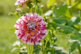 A Guide to Spring’s Most Stunning Flower Blooms You Don’t Want to Miss